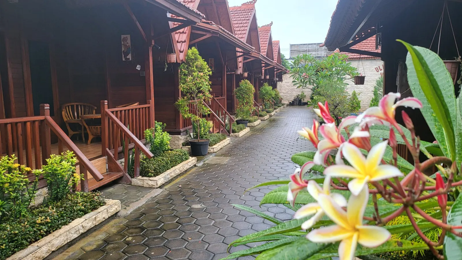 Frangipani flowers beside the garden path and wooden verandas